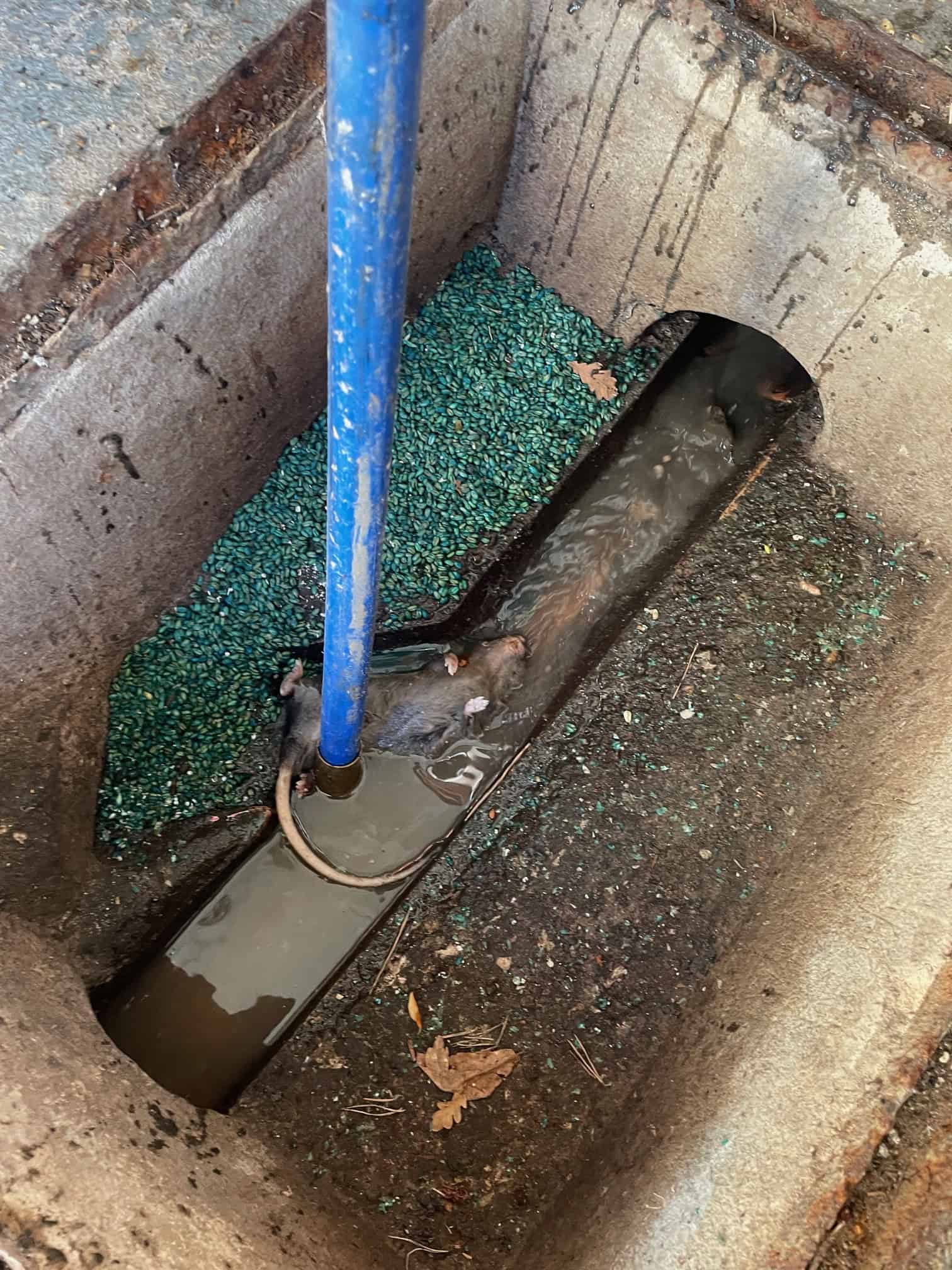 Drainage repair with rodent-proofing measures in progress. Rodent prevention and rat blocker installation